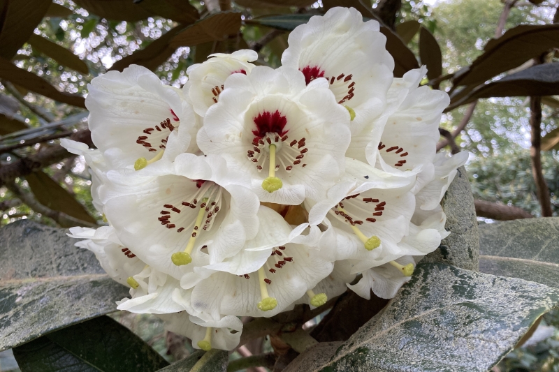 Lepe House Gardens